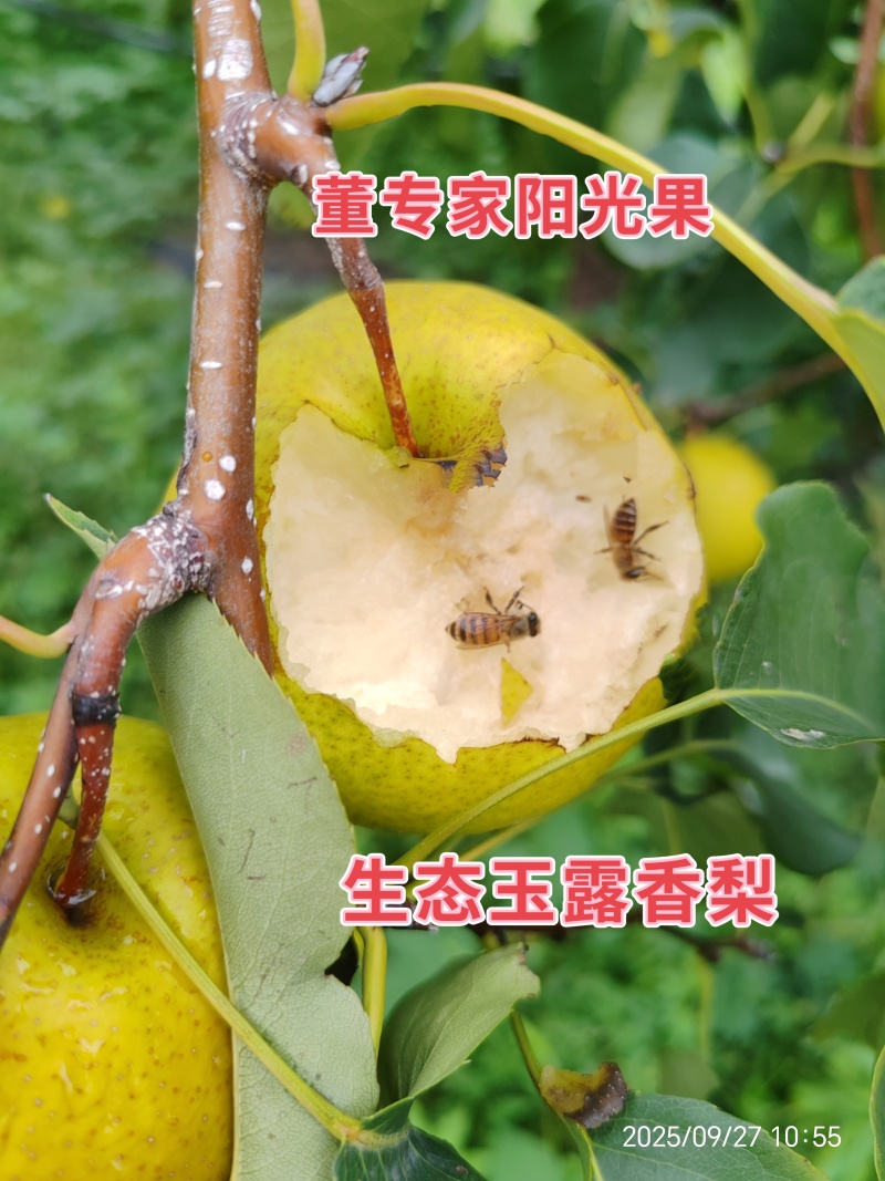 董专家阳光果-树上熟生态玉露香梨大量有货，货源充足