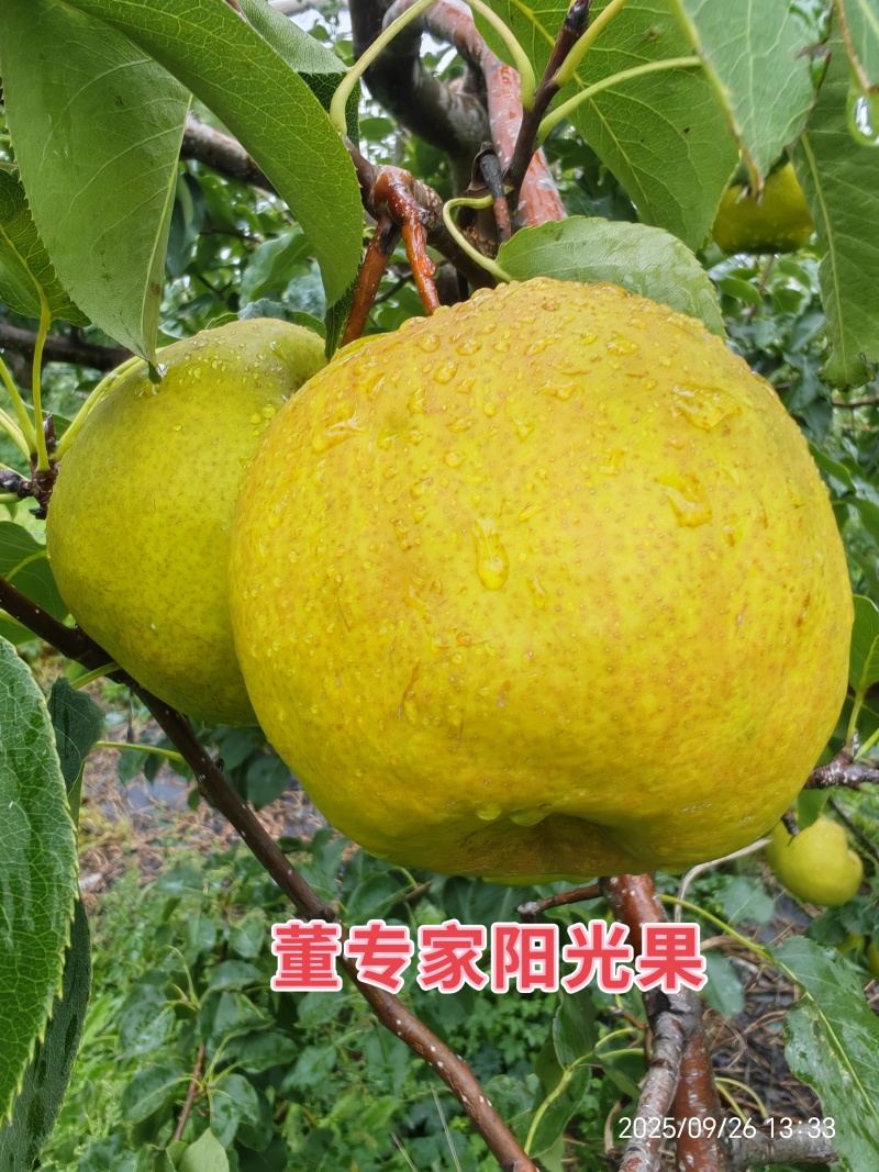 董专家阳光果-树上熟生态玉露香梨大量有货，货源充足