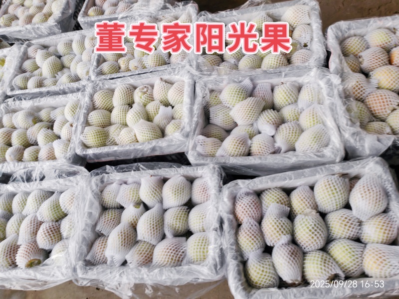 董专家阳光果-树上熟生态玉露香梨大量有货，货源充足