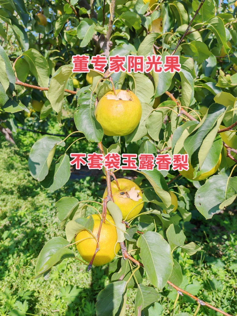 董专家阳光果-树上熟生态玉露香梨大量有货，货源充足