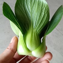江苏南通蔬菜基地直发新鲜采摘矮脚青，小青仔