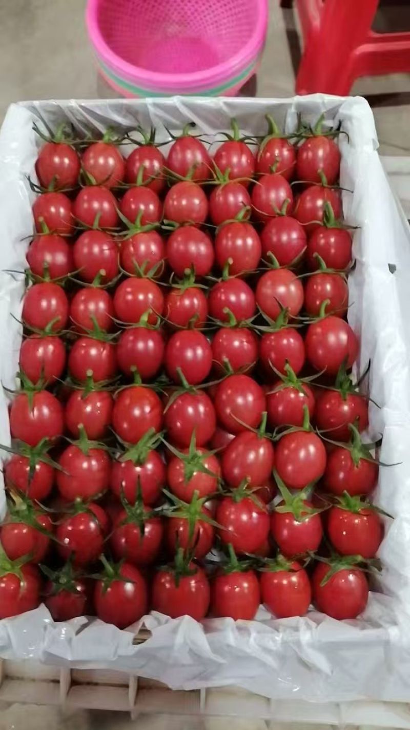 精品圣女果货源充足量大从优质量保证质量保证欢迎