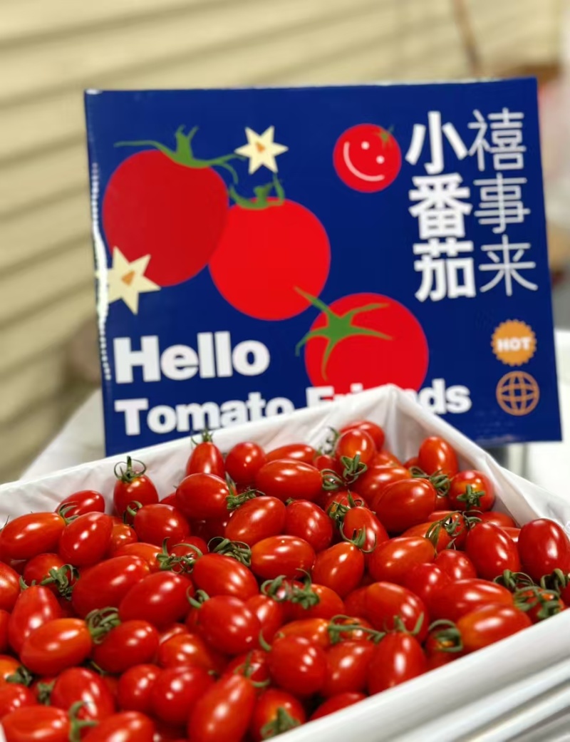 精品圣女果货源充足量大从优质量保证质量保证欢迎