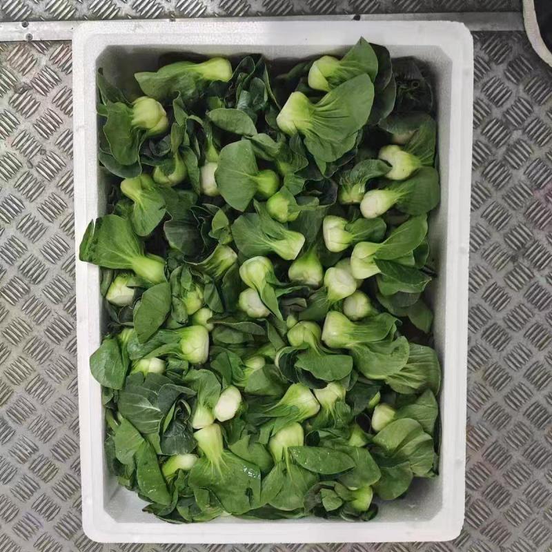 江苏南通蔬菜基地直发新鲜采摘矮脚青，小青仔