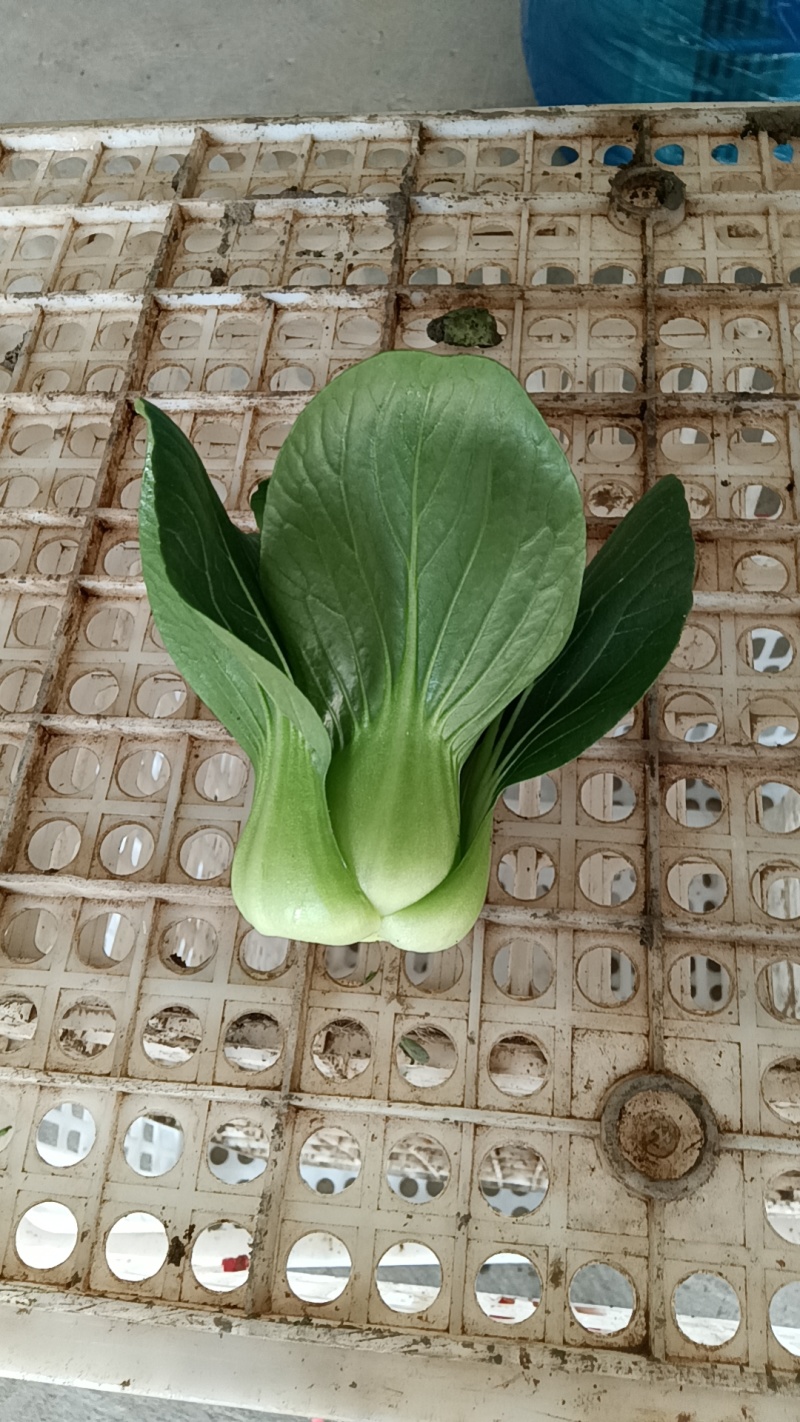 江苏南通蔬菜基地直发新鲜采摘矮脚青，小青仔