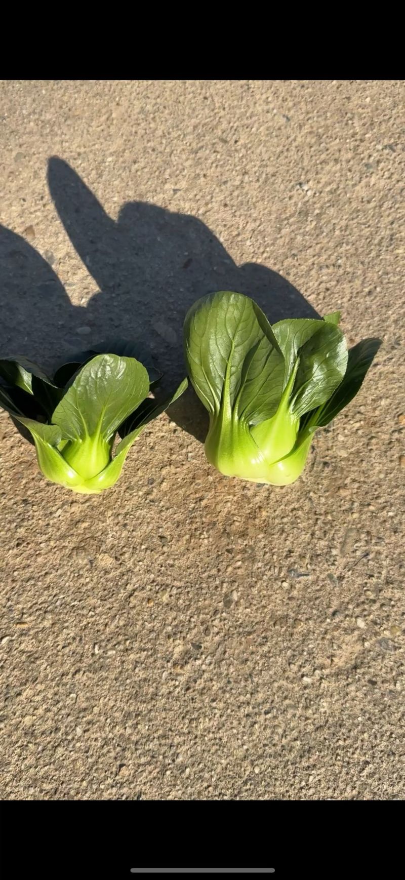 江苏南通蔬菜基地直发新鲜采摘矮脚青，小青仔