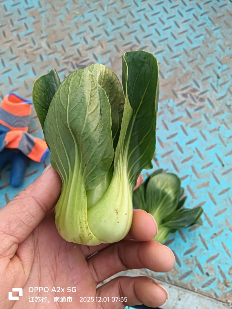 江苏南通蔬菜基地直发新鲜采摘矮脚青，小青仔