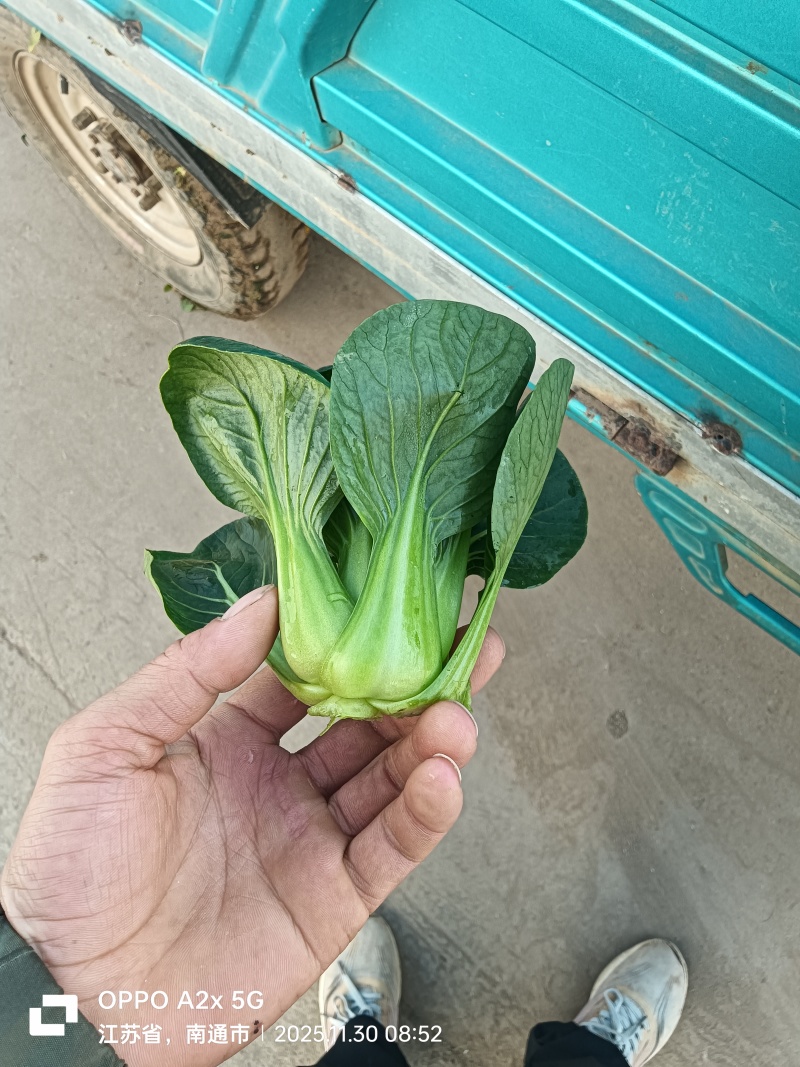 江苏南通蔬菜基地直发新鲜采摘矮脚青，小青仔