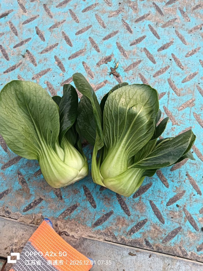江苏南通蔬菜基地直发新鲜采摘矮脚青，小青仔