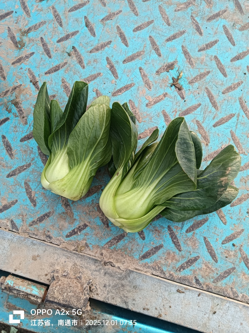 江苏南通蔬菜基地直发新鲜采摘矮脚青，小青仔