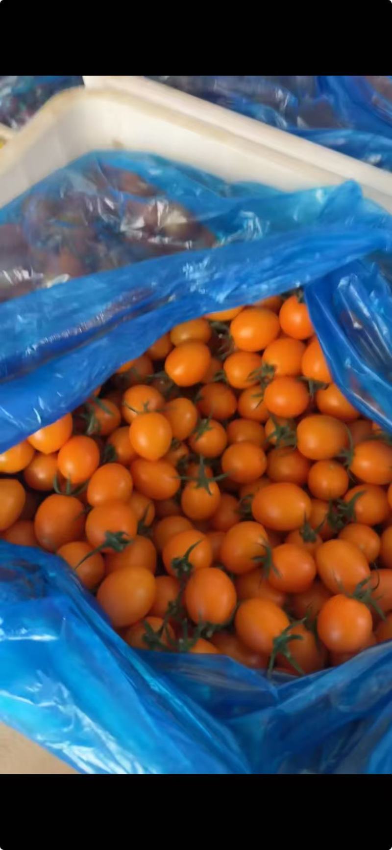 精品黄圣女果香芒皇后产地直发量大从优质量保证欢迎咨询