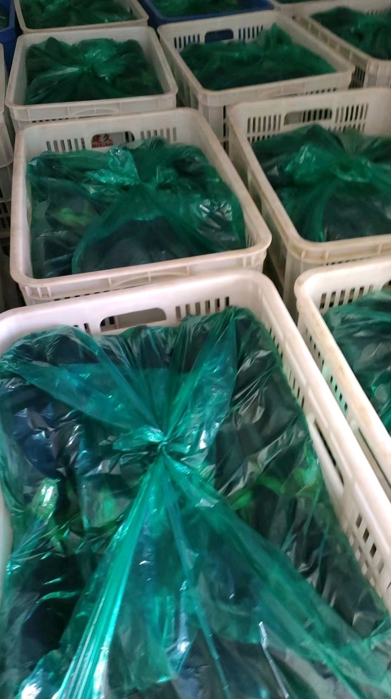 枣庄台儿庄区长茄小茄头大量供应中，价格美丽，欢迎老板砸单