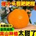四川粑粑柑丑橘不知火一件代发对接各大电商平台日发3万单！