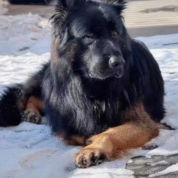 赛长毛德牧幼犬风中之狮！稀有华丽长毛赛级德牧幼犬，骨量大