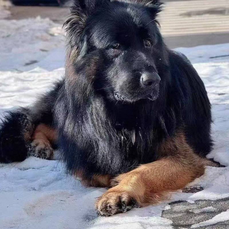 赛长毛德牧幼犬风中之狮！稀有华丽长毛赛级德牧幼犬，骨量大