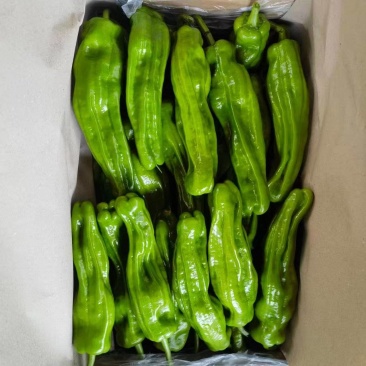 海南临高精品鲜辣椒，质量保证。