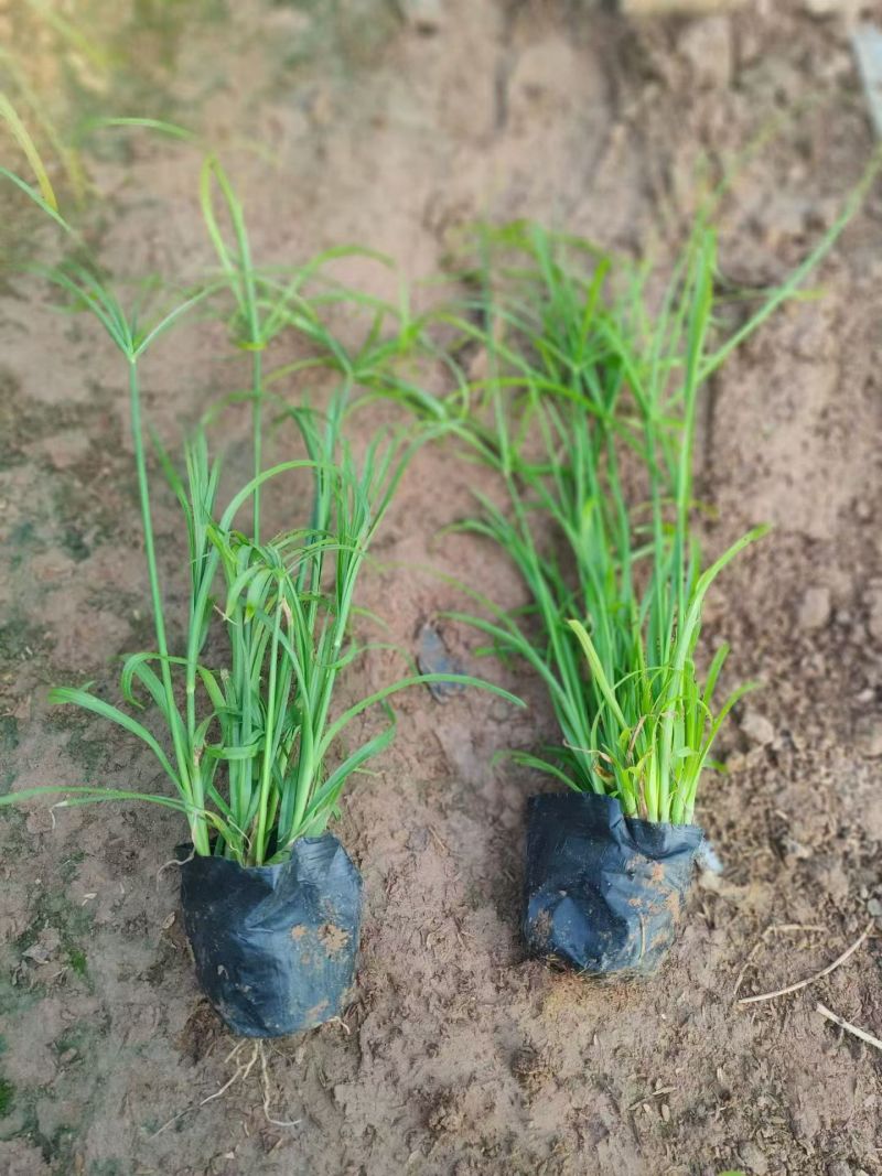水生植物细叶芒，基地有量，欢迎来一亩田订购。