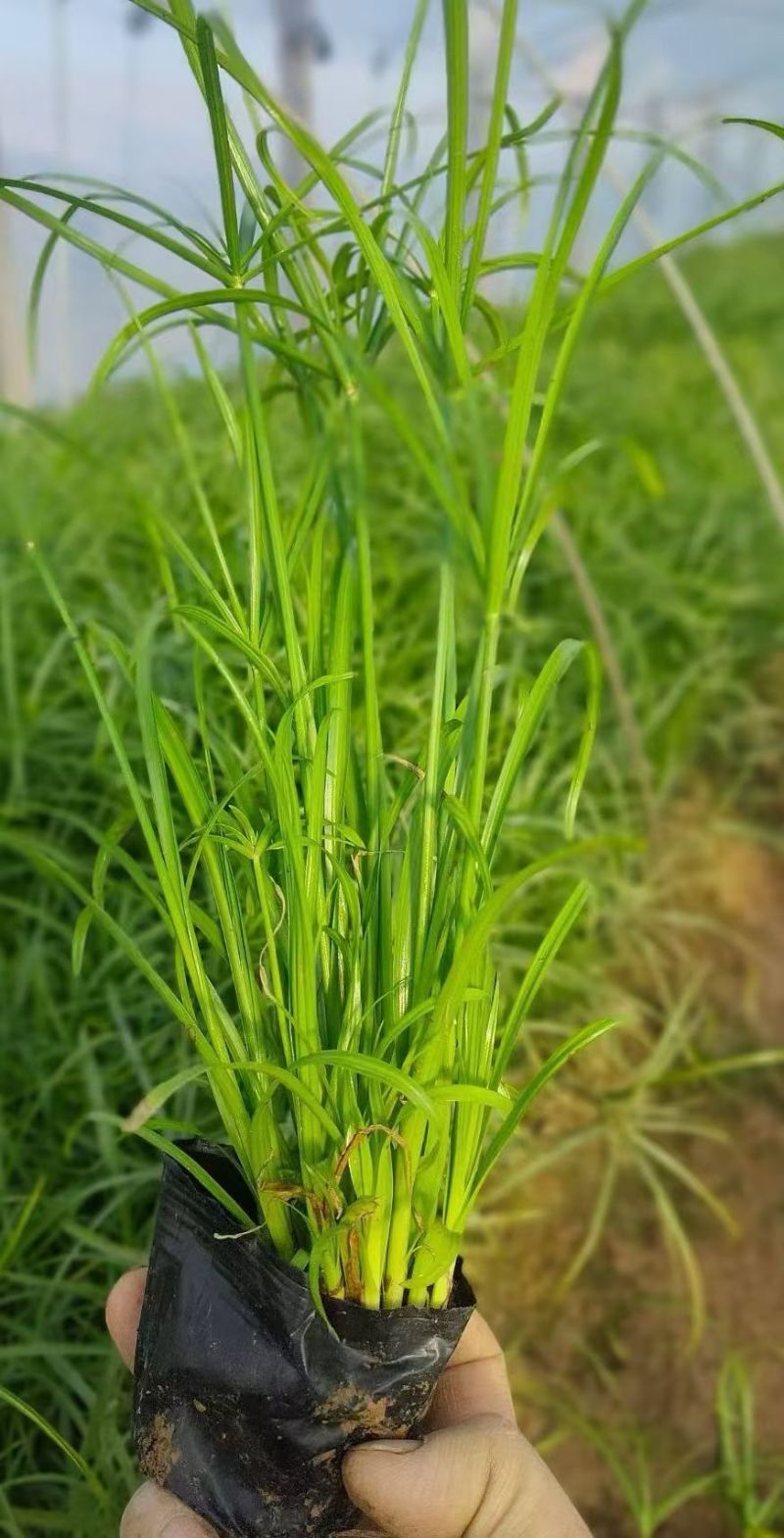 水生植物细叶芒，基地有量，欢迎来一亩田订购。