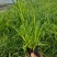 水生植物细叶芒，基地有量，欢迎来一亩田订购。