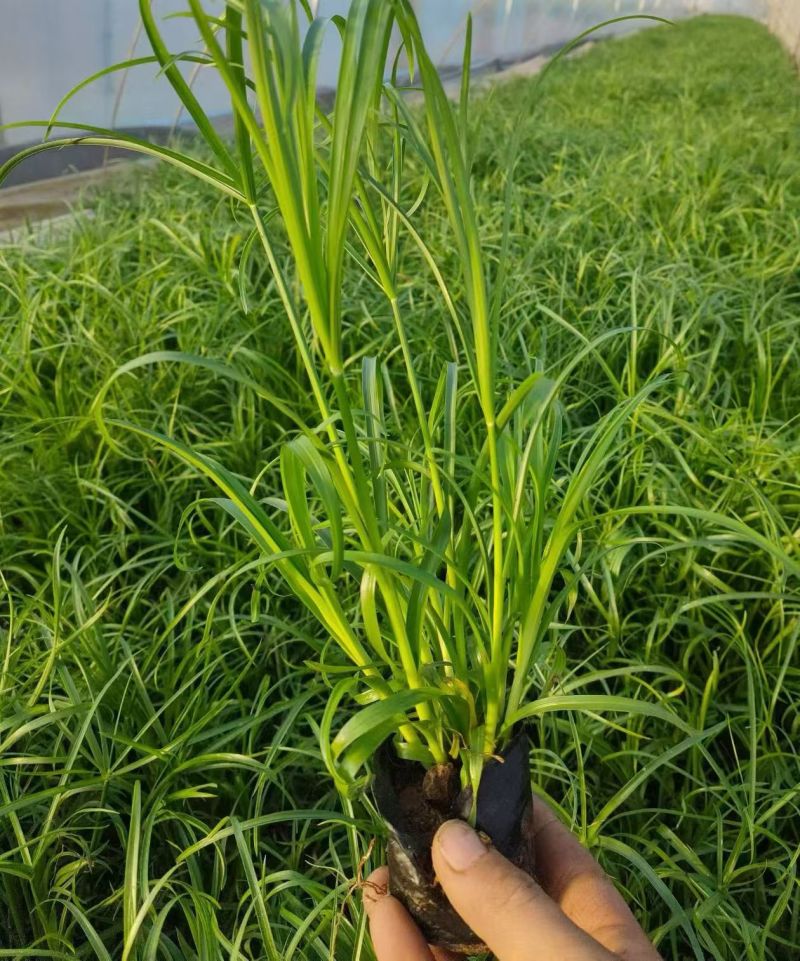 水生植物细叶芒，基地有量，欢迎来一亩田订购。