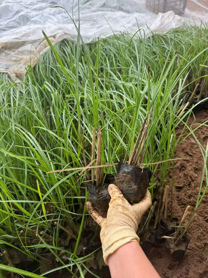 水生植物细叶芒，基地有量，欢迎来一亩田订购。
