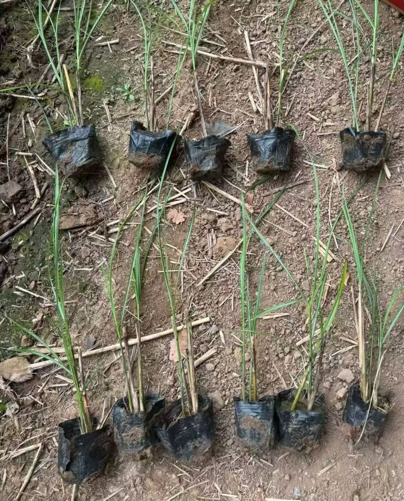 水生植物细叶芒，基地有量，欢迎来一亩田订购。