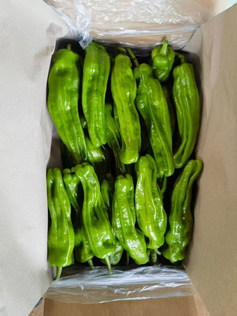 海南临高精品鲜辣椒，质量保证。