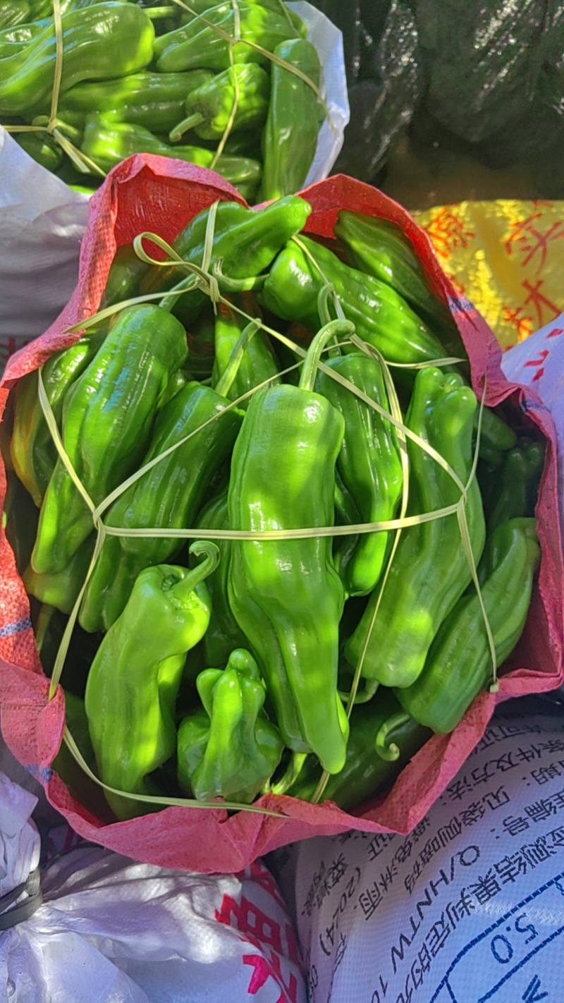 海南临高精品鲜辣椒，质量保证。