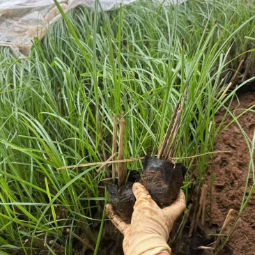 水生植物细叶芒，基地有量，欢迎来一亩田订购。