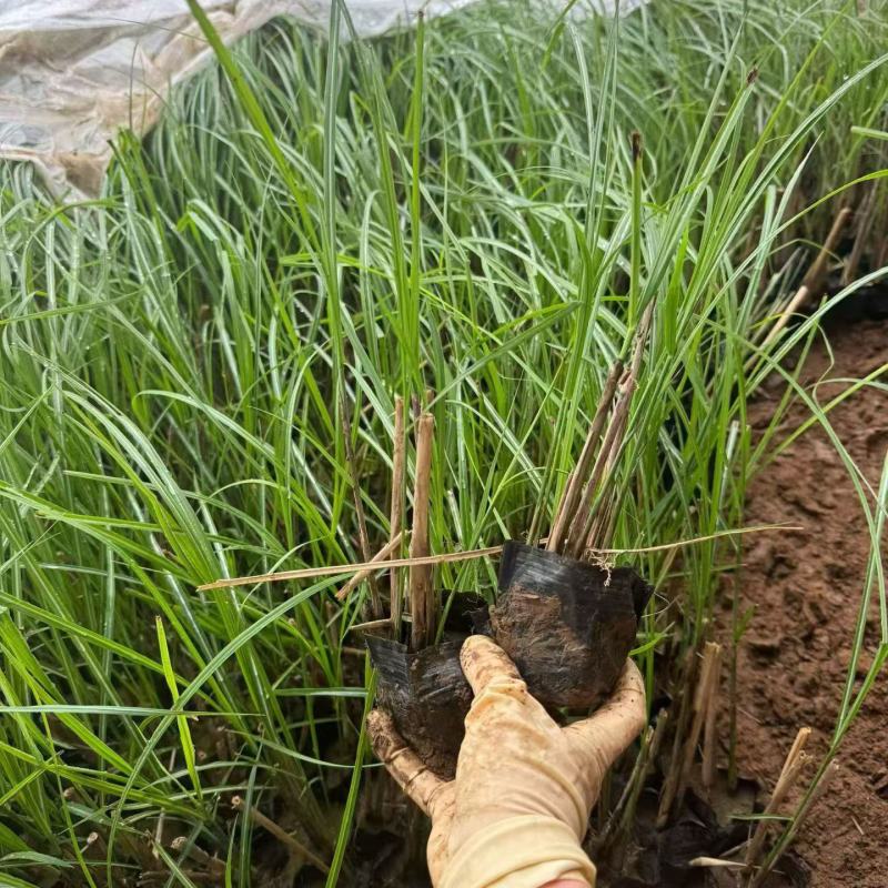 水生植物细叶芒，基地有量，欢迎来一亩田订购。