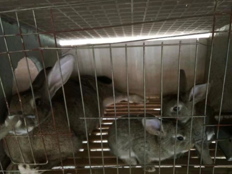 新西兰肉兔、安哥拉长毛兔