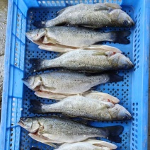 海鲈鱼，全规格活杀新鲜的很好