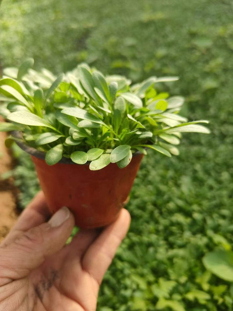 观花植物大花金鸡菊120杯，基地有量，欢迎来一亩田订购。