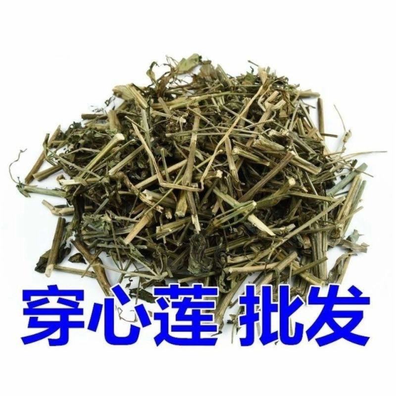 中药材穿心莲穿心莲茶穿心连一见喜川心连川心莲大货批发零售