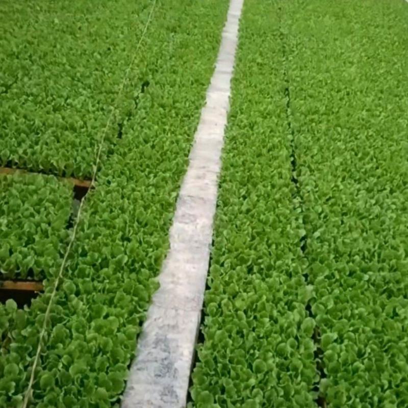 意大利菜苗