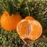 《包邮》四川春见耙耙柑基地直发对接全国保质保量售后无忧