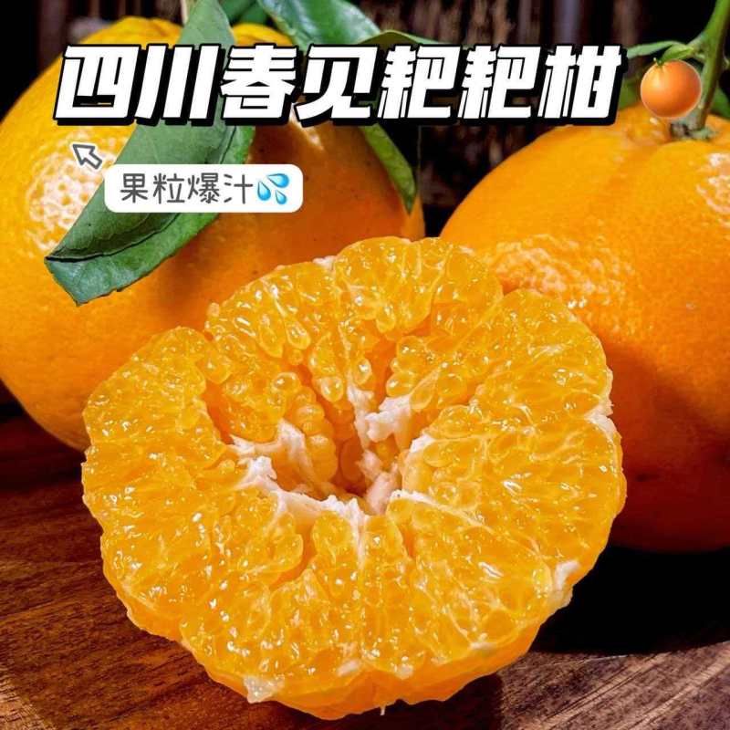 《包邮》四川春见耙耙柑基地直发对接全国保质保量售后无忧