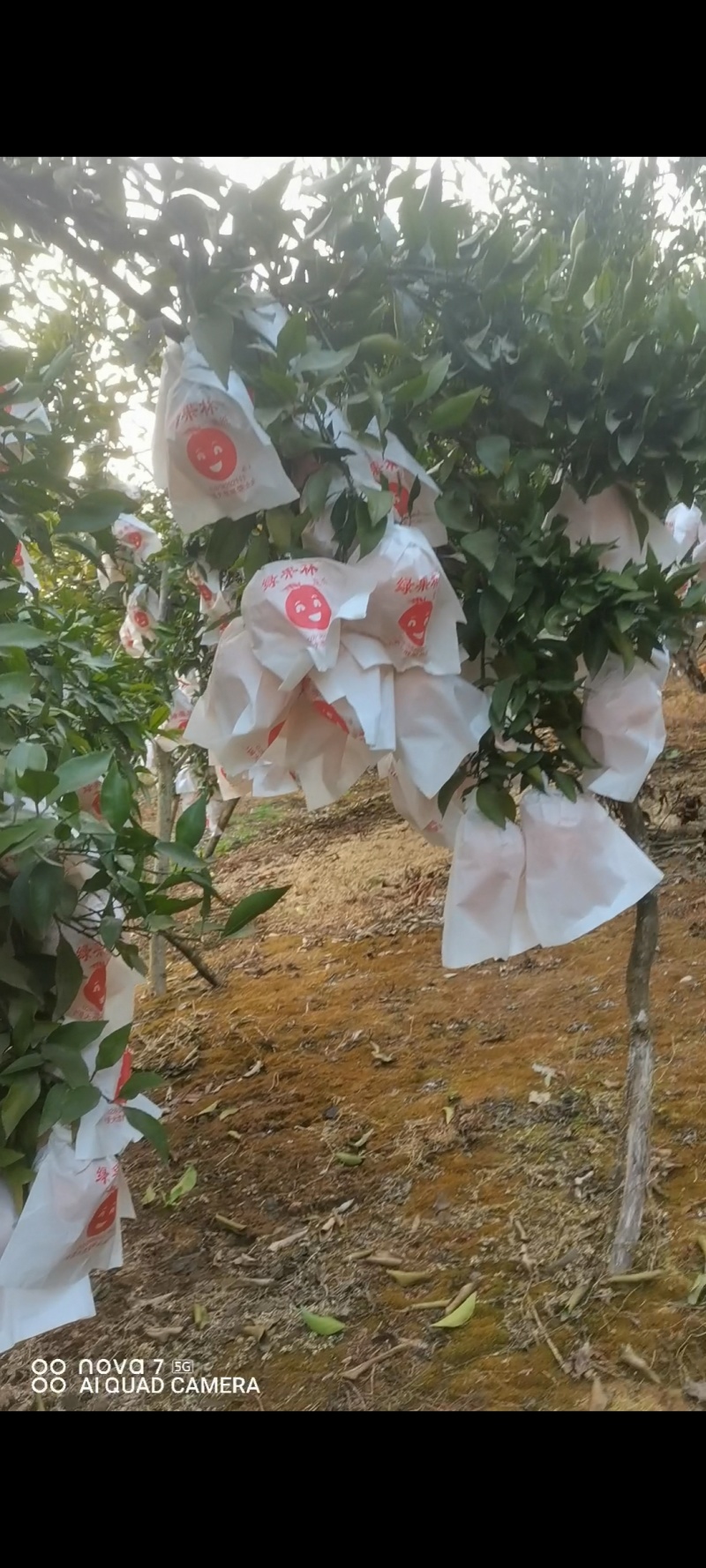 耙耙柑量大从优