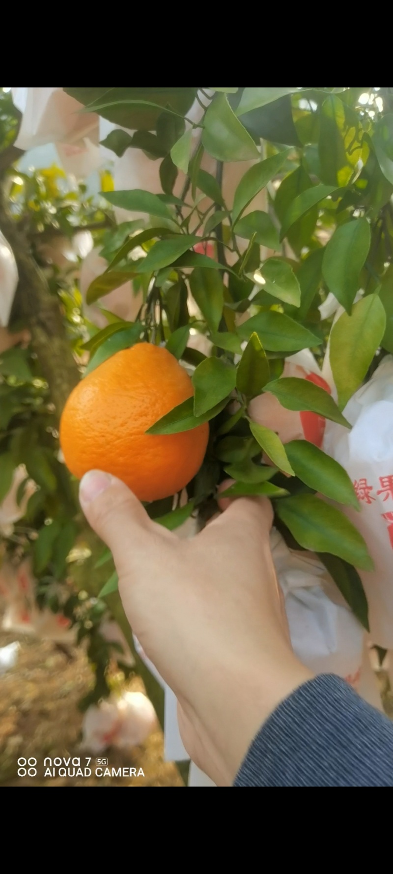 耙耙柑量大从优