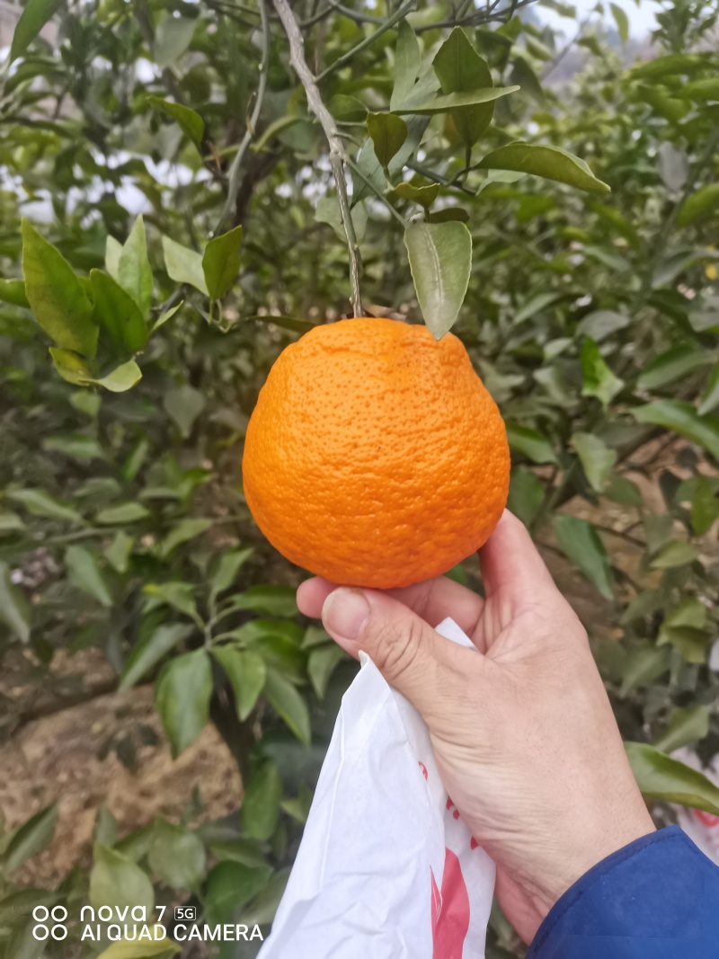 耙耙柑量大从优