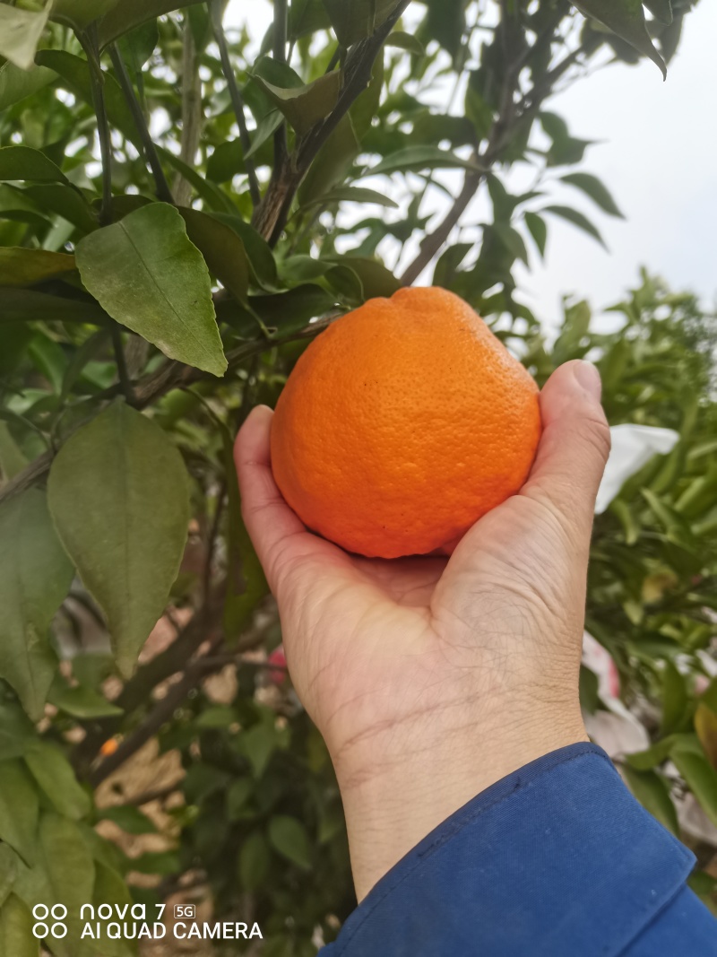 耙耙柑量大从优