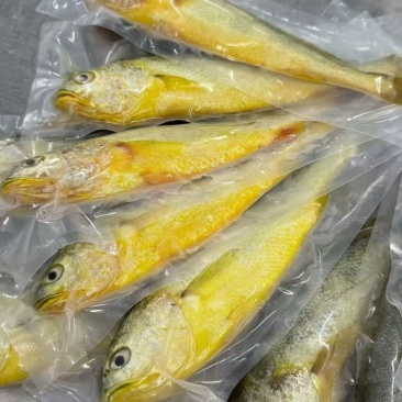 黄花鱼4-5两电商团购私域精品！！！！！！！！！！！
