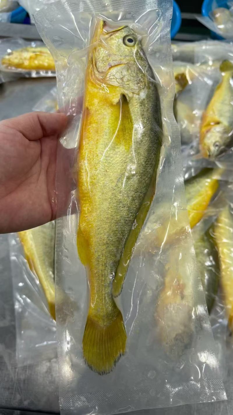 黄花鱼4-5两电商团购私域精品！！！！！！！！！！！