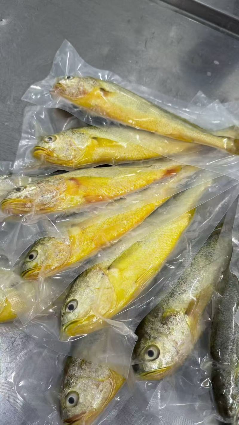 黄花鱼4-5两电商团购私域精品！！！！！！！！！！！