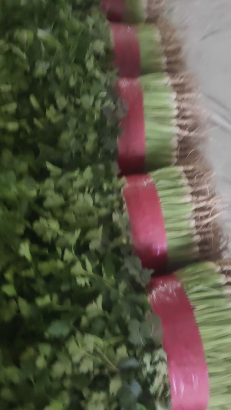 精品陆地铁杆小叶香菜