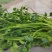精品陆地铁杆小叶香菜