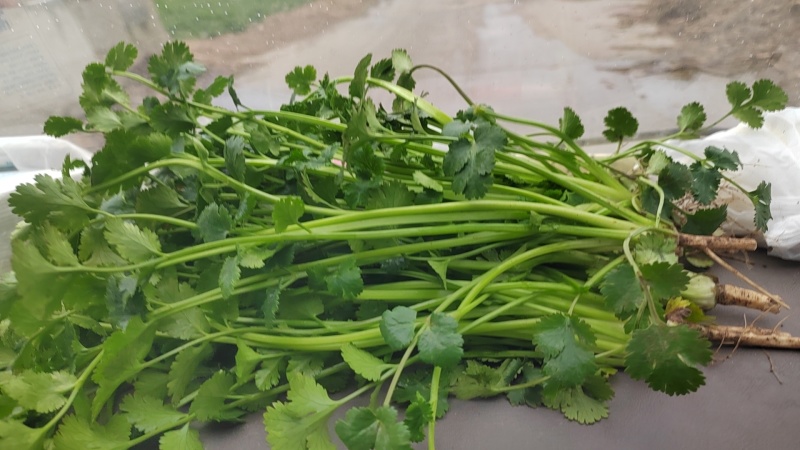 精品陆地铁杆小叶香菜