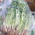 精品陆地铁杆小叶香菜