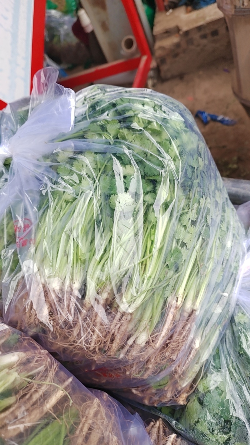 精品陆地铁杆小叶香菜