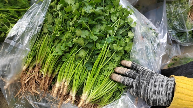 精品陆地铁杆小叶香菜